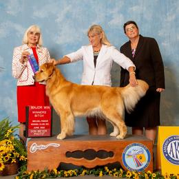 Golden Retriever Puppies from Aubergine Goldens