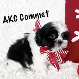 AKC Commet - Black and white male Shih Tzu puppy in Greenville, South Carolina from Babyface Shih Tzu