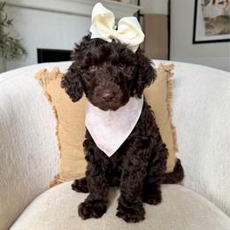Ruby - Chocolate female Labradoodle puppy in Newark, Ohio from Raising Doodles