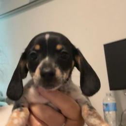 Sprinkles:Girl piebald with multiple dots - Piebald female Dachshund puppy in Casselberry, Florida from Amore Mini Dachshund Breeders & More