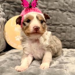 HONEY - female Sporty Mix puppy in Livonia, Michigan from M7’s Shelties, Toonies & AussieDoodles