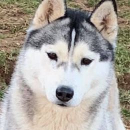 Cairo - Siberian Husky