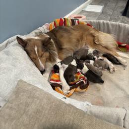 Shetland Sheepdog Puppies from McDermon Shelties