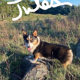 Pembroke Welsh Corgi All Grown Up from Camelot Corgis