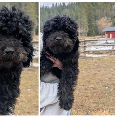 Yellow (Brindle Pointed Phantom, coloring still coming in) - Silver male Whoodle puppy in Kalispell, Montana from Countryman Whoodles