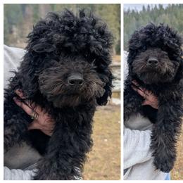 Yellow (Brindle Pointed Phantom, coloring still coming in) - Silver male Whoodle puppy in Kalispell, Montana from Countryman Whoodles