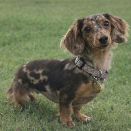 Lucy Mae - Dachshund