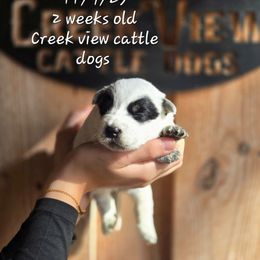 Girl 2 - Blue female Australian Cattle Dog puppy in Monroe, North Carolina from Creek View Cattle Dogs