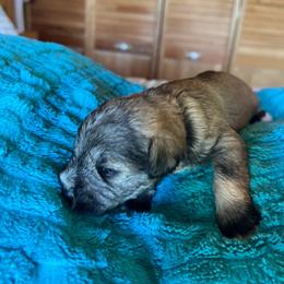 Figaro - Salt and pepper female Miniature Schnauzer puppy in Elk Grove, California from Meuser's Miniature Schnauzers