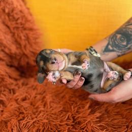 Beast - Dapple male Dachshund puppy in Meridian, Id 83646 3658, Idaho from Boise Best Mini Dachshunds