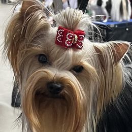 Gizmo - Yorkshire Terrier