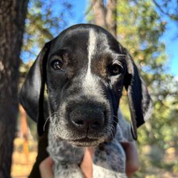 Basil - orange collar - Black roan male German Shorthaired Pointer puppy in Mokelumne Hill, California from Underhill GSP