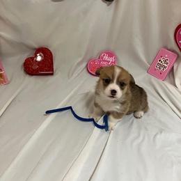 Blue - White and red male Pembroke Welsh Corgi puppy in Pleasant Plains, Arkansas from PBA Kennel
