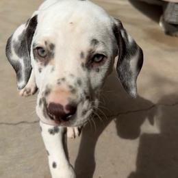 Steve - White and liver brown male Dalmatian puppy in Albuquerque, New Mexico from Storm & Blue's Dalmatian Pups