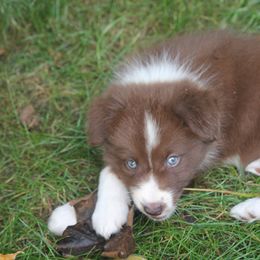 Border Collie, English Setter, and Miniature American Shepherd Puppies from First Harmony Farms