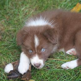 Border Collie, English Setter, and Miniature American Shepherd Puppies from First Harmony Farms