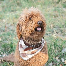 Penny - Goldendoodle