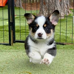 Lucky - Black and tan male Pembroke Welsh Corgi puppy in Salisbury, Maryland from Coastal Corgis