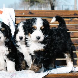 Bernedoodle and Schnoodle Puppies from Grand Lake Poodles & Doodles