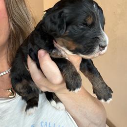 Vermont - Phantom female Bernedoodle puppy in Grants Pass, Oregon from Royal Empire Bernedoodles