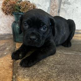Teal collar - Black brindle female Cane Corso puppy in Tucson, Arizona from Cane Corso Friends