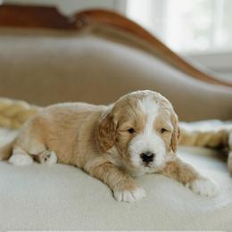 Bobby - Apricot male Goldendoodle puppy in Hiddenite, North Carolina from Rose and Reid Doodles