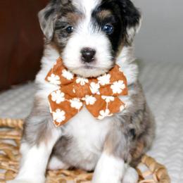 Aspen - Blue merle female Bernedoodle puppy in Apple Creek, Ohio from Cuddle Paws