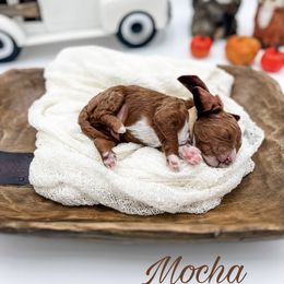 Boy 2 - Cavapoo puppy from Choice Paws Puppies