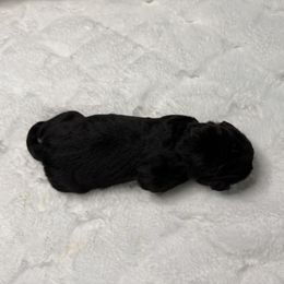 Alder - White and black male Newfoundland puppy in Conroe, Texas from SugarPaws Newfoundlands