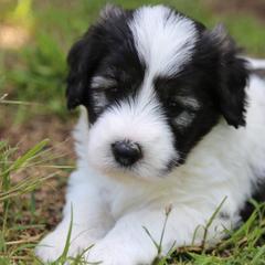 Polish Lowland Sheepdogs from Ponavie PONs