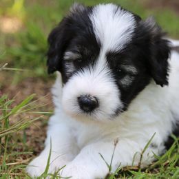 Polish Lowland Sheepdogs from Ponavie PONs