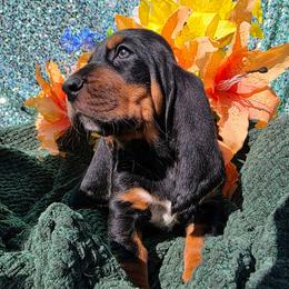 McKinley - Black brown and white male Basset Hound puppy in Big Rapids, Michigan from Basket Hound Bassets