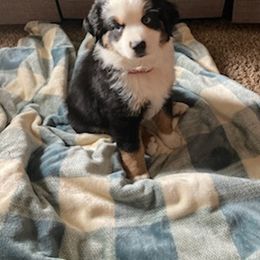 Miniature Australian Shepherd Puppies from Liberty Luck Mini Aussies