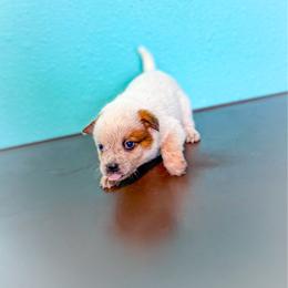 Black collar - Red speckled male Australian Cattle Dog puppy in Spokane, Washington from 4D Cattle Dogs