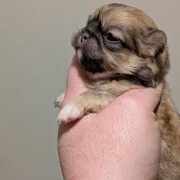 Girl 1 - Fawn sable female Pekingese puppy in Crown City, Ohio from Amy’s Lil Pekingese