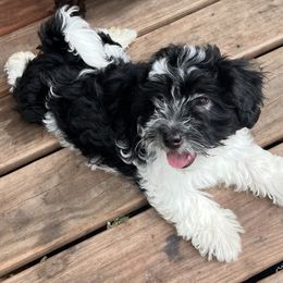 Riot - Black and white male Havanese puppy in Kansas City, Missouri from G's Havanese