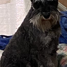 Sid - Miniature Schnauzer