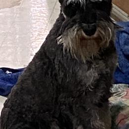 Sid - Miniature Schnauzer