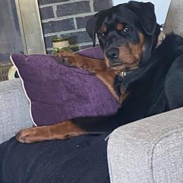 Rottweiler Puppies from Sky Valley Rottweilers