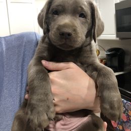 Labrador Retriever Puppies from KMC Gun Dogs