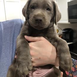 Labrador Retriever Puppies from KMC Gun Dogs