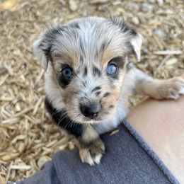 Australian Shepherd, Miniature American Shepherd, Miniature Australian Shepherd, and Toy Australian Shepherd Puppies from Painted Blue Aussies