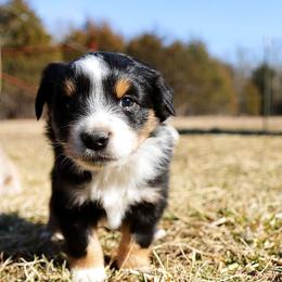 Toy Australian Shepherds from Marvel T Farm
