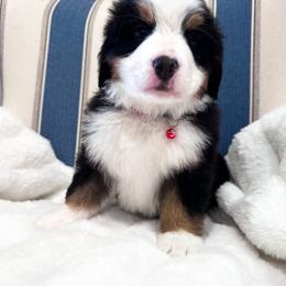Bernese Mountain Dog Puppies from Red Bridge Berners