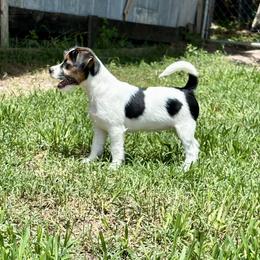 Australian Cattle Dogs and Russell Terriers from Karson Russell Terriers & Mystic DK Australian Cattle Dogs