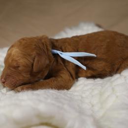 Sienna (Light Blue) - Cream female Goldendoodle puppy in Palmetto Bay, Florida from SOMIDOODLES