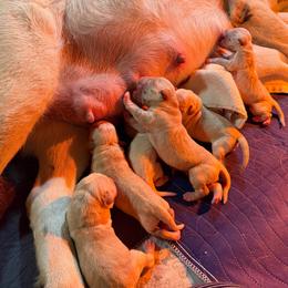 Fiona Apple - Yellow female Labrador Retriever puppy in Hartland, Vermont from Enlightened Labs