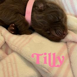 Brown female 3rd pick of 3 - Brown female Newfoundland puppy in Brandenburg, Kentucky from Bluegrass River Newfoundlands