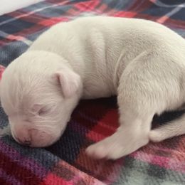 Boy 1 - White male American Bulldog puppy in Pace, Florida from Genesis American Bulldogs