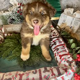 Jasper - Red tri male Miniature Australian Shepherd puppy in California from Eagle River Aussies